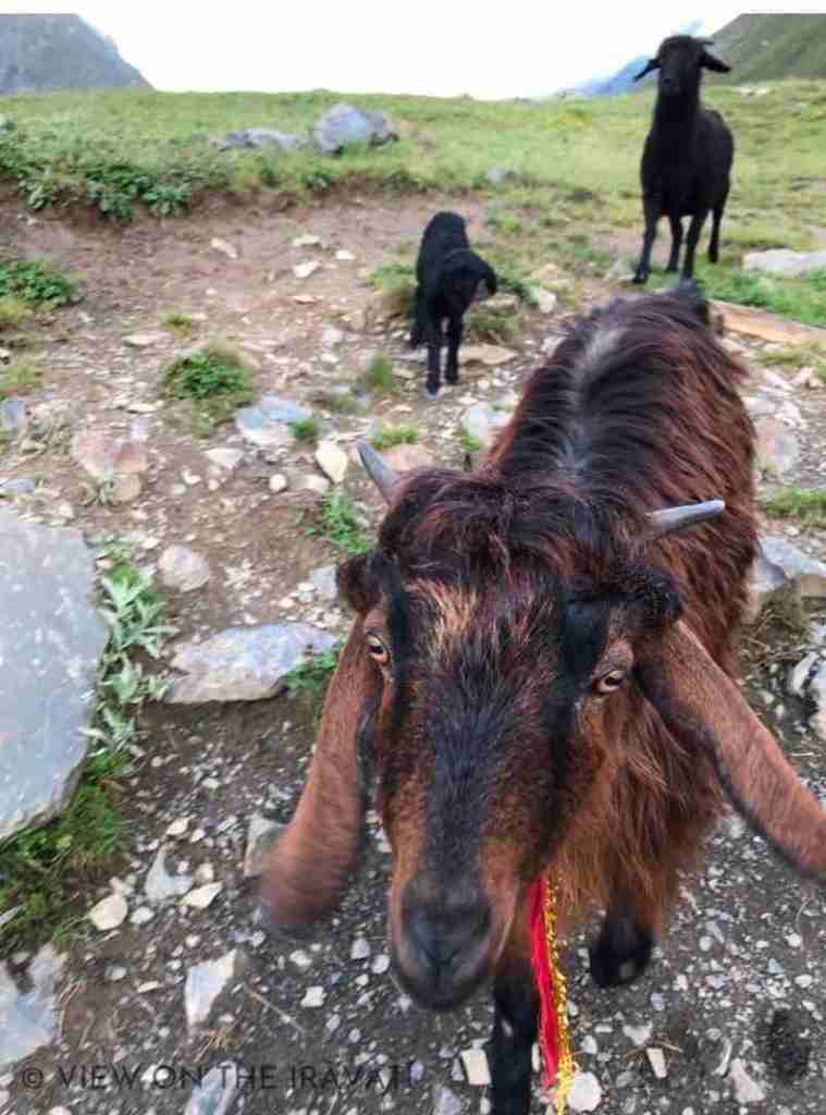 Gaddi goats at Khundi Mata