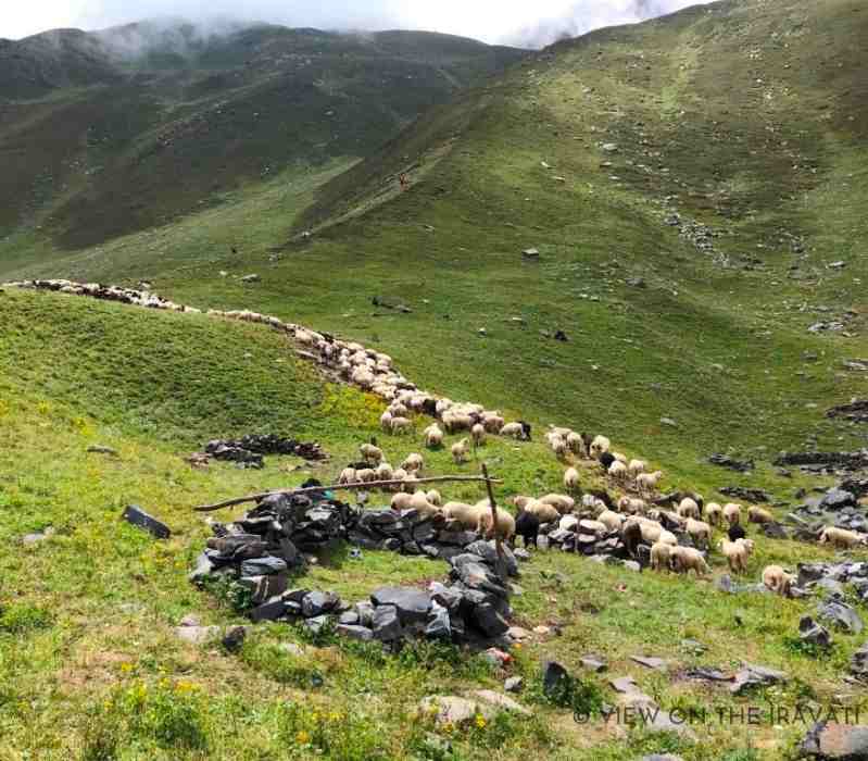 Sheep and stones at Khundi Mata