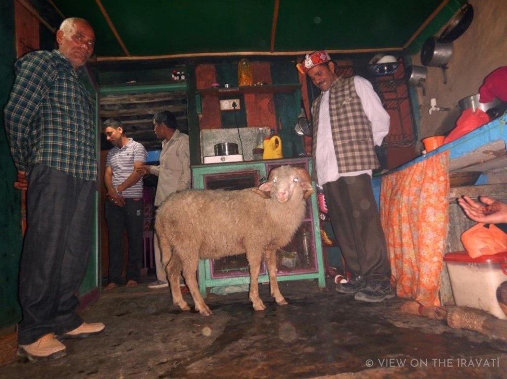 Gaddi sheep in kitchen