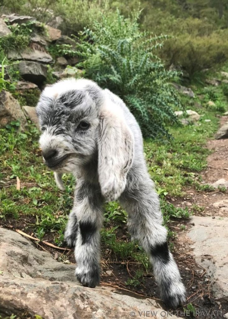 baby goat