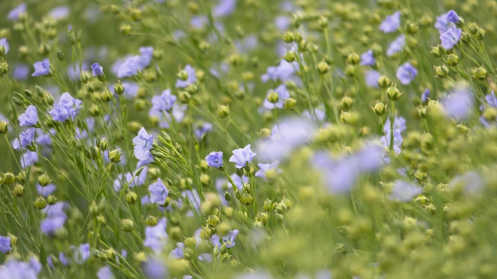 Field of flax flowers stock image